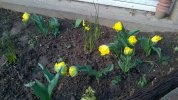 Tulipes jaunes.